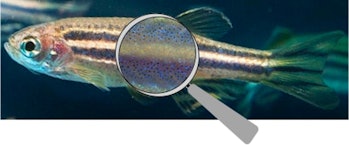Look closer at zebrafish’s striped bodysuit and you’ll find the tiny pigment cells that make up its ...
