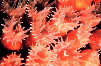 A closeup of a cavernous star coral Montastrea cavernosa. Valid name: Montastraea cavernosa Linnaeus...