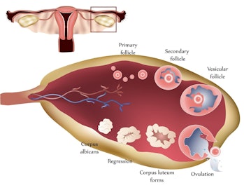 The ovaries and their follicles.