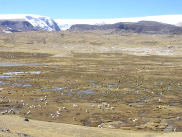 Llamas and alpacas grazing on wetlands maintained by Quelccaya ice cap melt water.