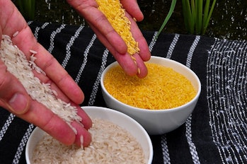 GMOs, rice