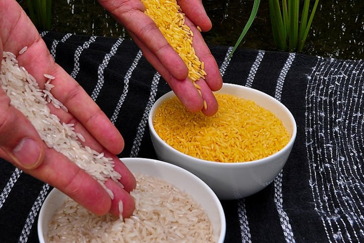 GMOs, rice