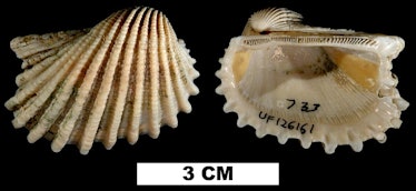extinct mollusks’ fossils 