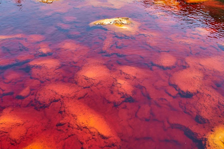 Archaea in sediments have been used to study Rio Tinto, a naturally acidic river.