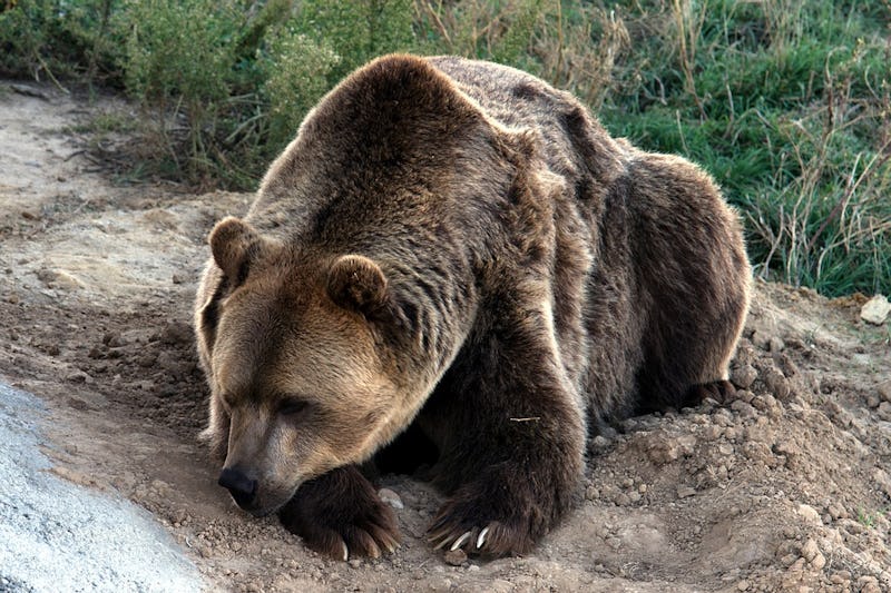 Grizzly bear lying on ground