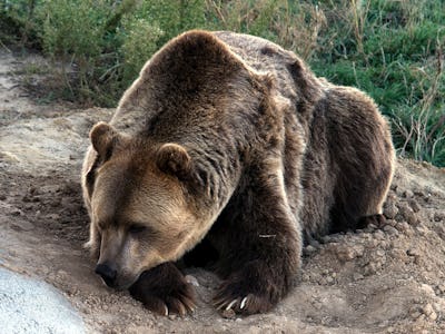 Grizzly bear lying on ground