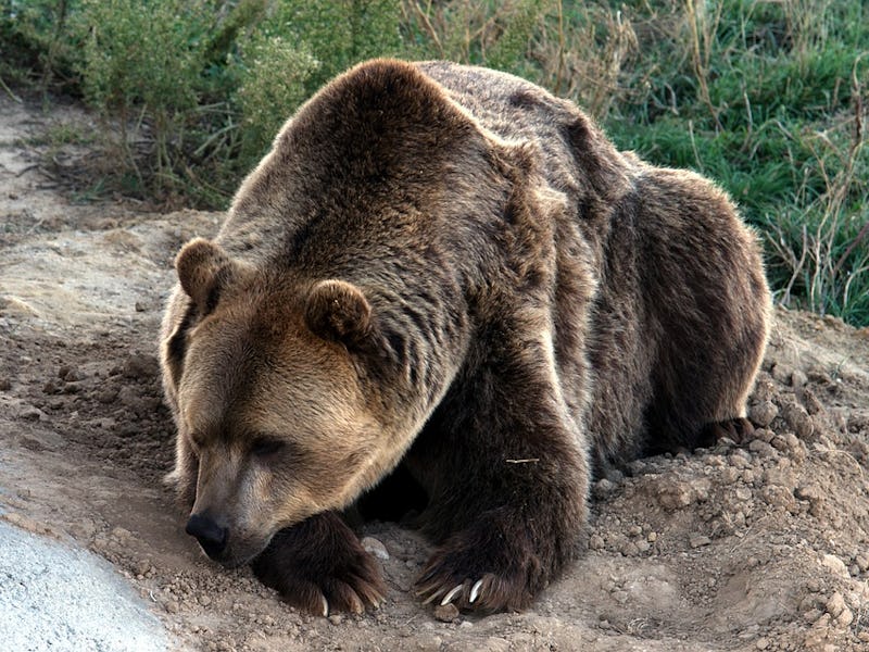 Grizzly bear lying on ground