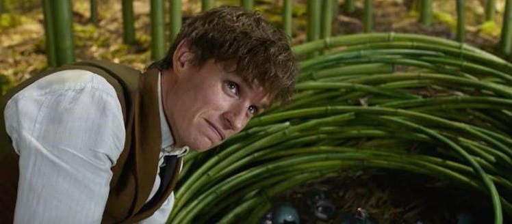 Newt Scamander in 'Fantastic Beasts and Where to Find Them'