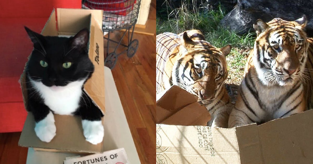 Why House Cats And Big Cats Like Boxes According To Scientists