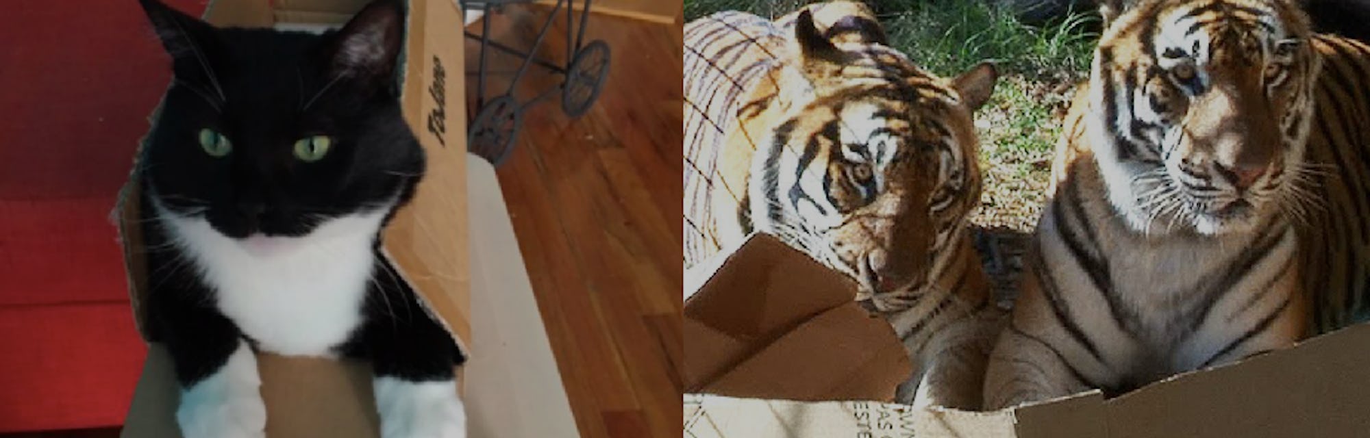 Why House Cats And Big Cats Like Boxes According To Scientists
