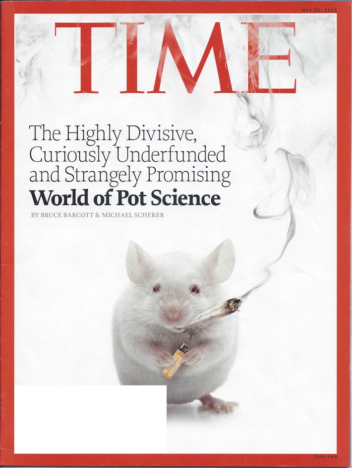 Mice Ate Half a Ton of Marijuana, But Did They Get High?