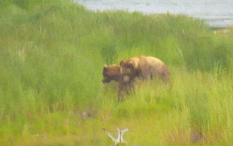 Brown Bear Sex Google Earth Voyager Live Stream Camera Cam Alaska