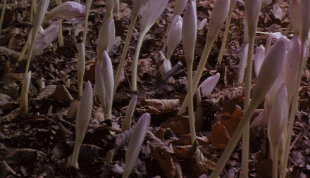 America s Invasive Plants Can Spread Way Further Than We Thought