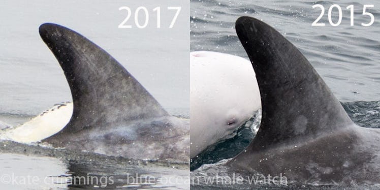 Collage of photos with a rare albino dolphin swimming next to a grey dolphin in 2017 and 2015