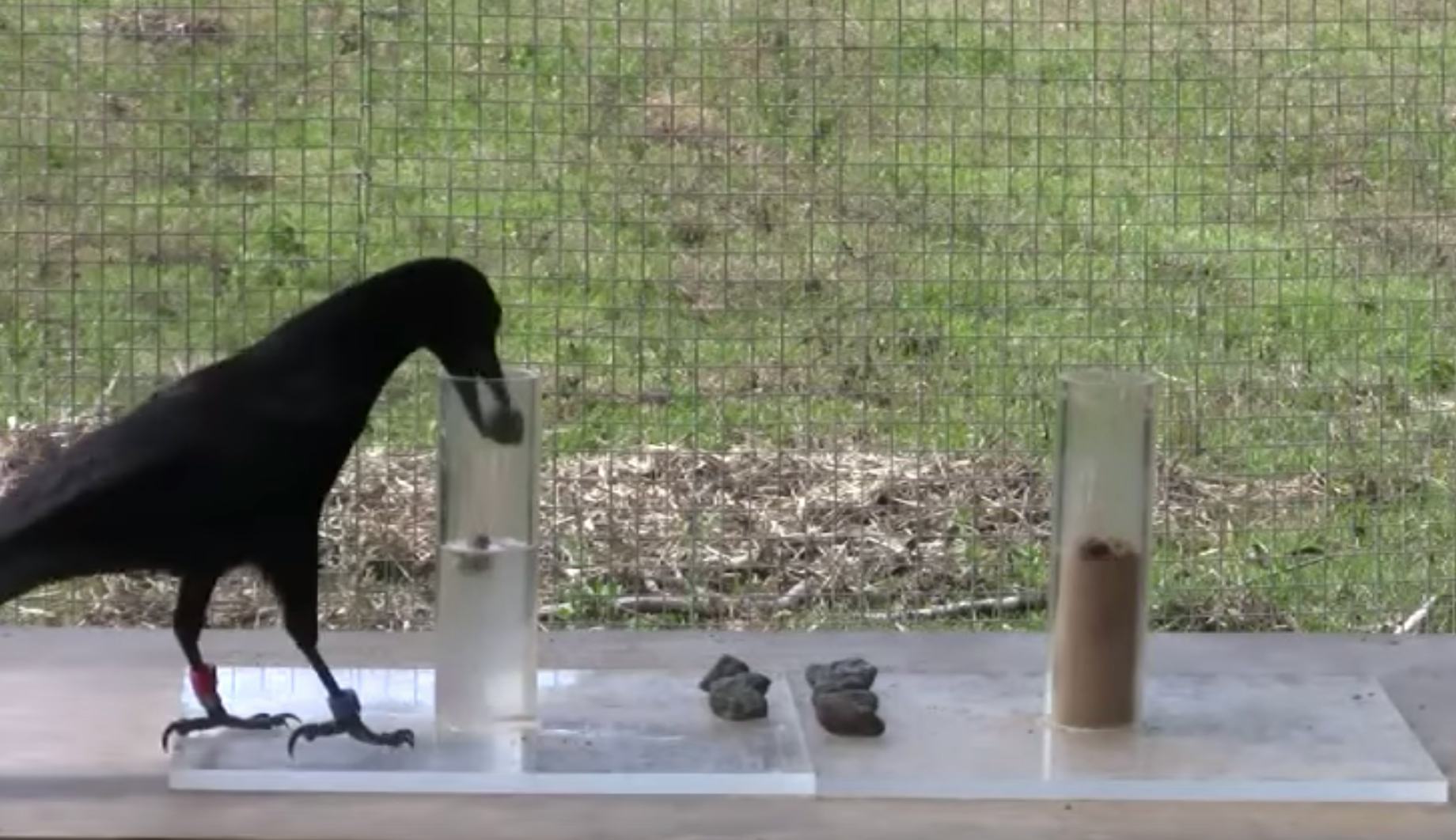 Crows Don't Even Need Instructions to Build Tools Anymore
