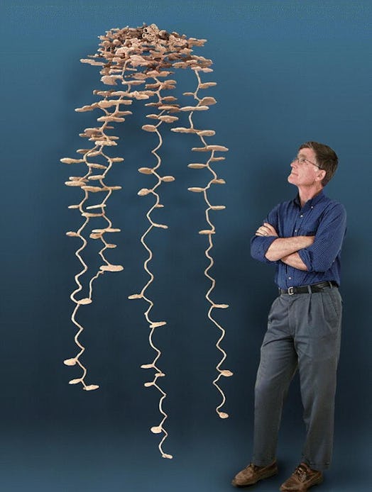 plaster cast of an ant colony