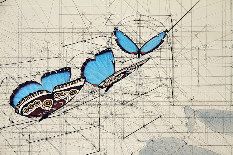 Morpho sequence illustration with three blue butterflies