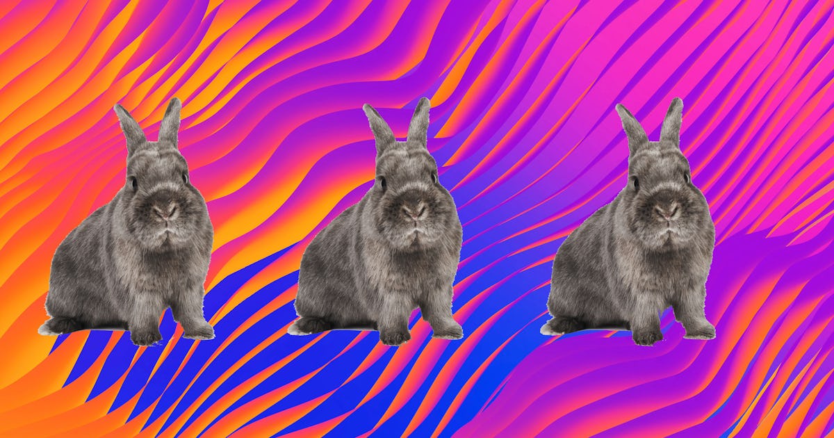 How copulating rabbits revealed the evolutionary roots of female orgasms