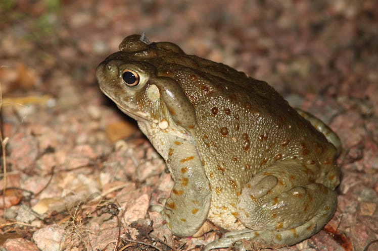 TOAD, GIANT SONORAN (Bufo alvarius) (8-2-10) YARD, WEST OF PATAGONIA, Santa Cruz Co, AZ -01