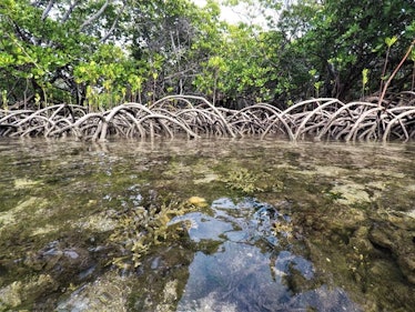 mangrove lagoons