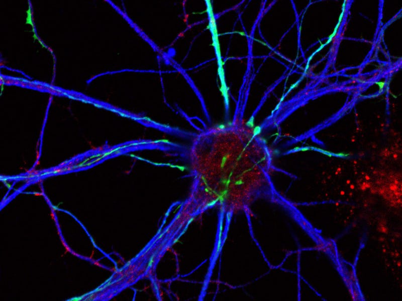 Blue neurons inside the brain