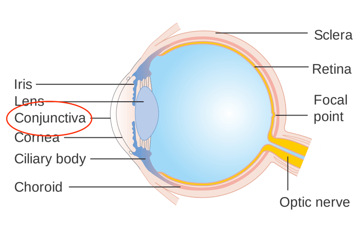 parts of eye