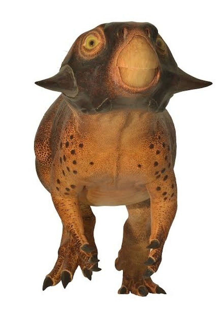 Psittacosaurus was brownish in color, and its scaly skin shows countershading, a common form of camo...