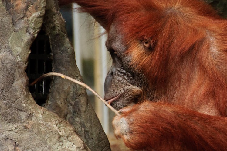 orangutan stick tool