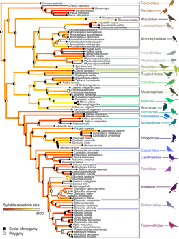 A family tree of birds shows their evolutionary connections.