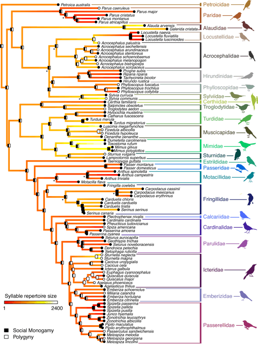 A family tree of birds shows their evolutionary connections.