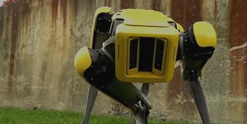 A yellow-black robotic dog by Boston Dynamics