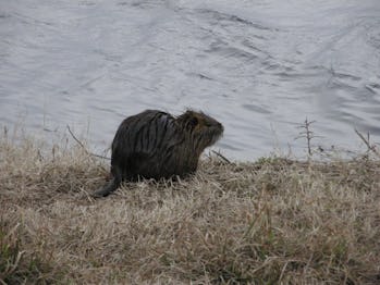 Nutria
