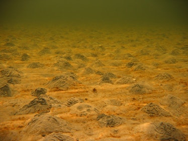 sea floor carbon