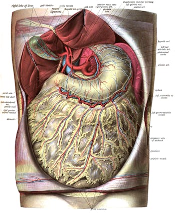 apron Omentum Fett Körper Immunsystem