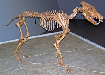 direwolf skeleton de-extinction prehistoric animal Game of Thrones