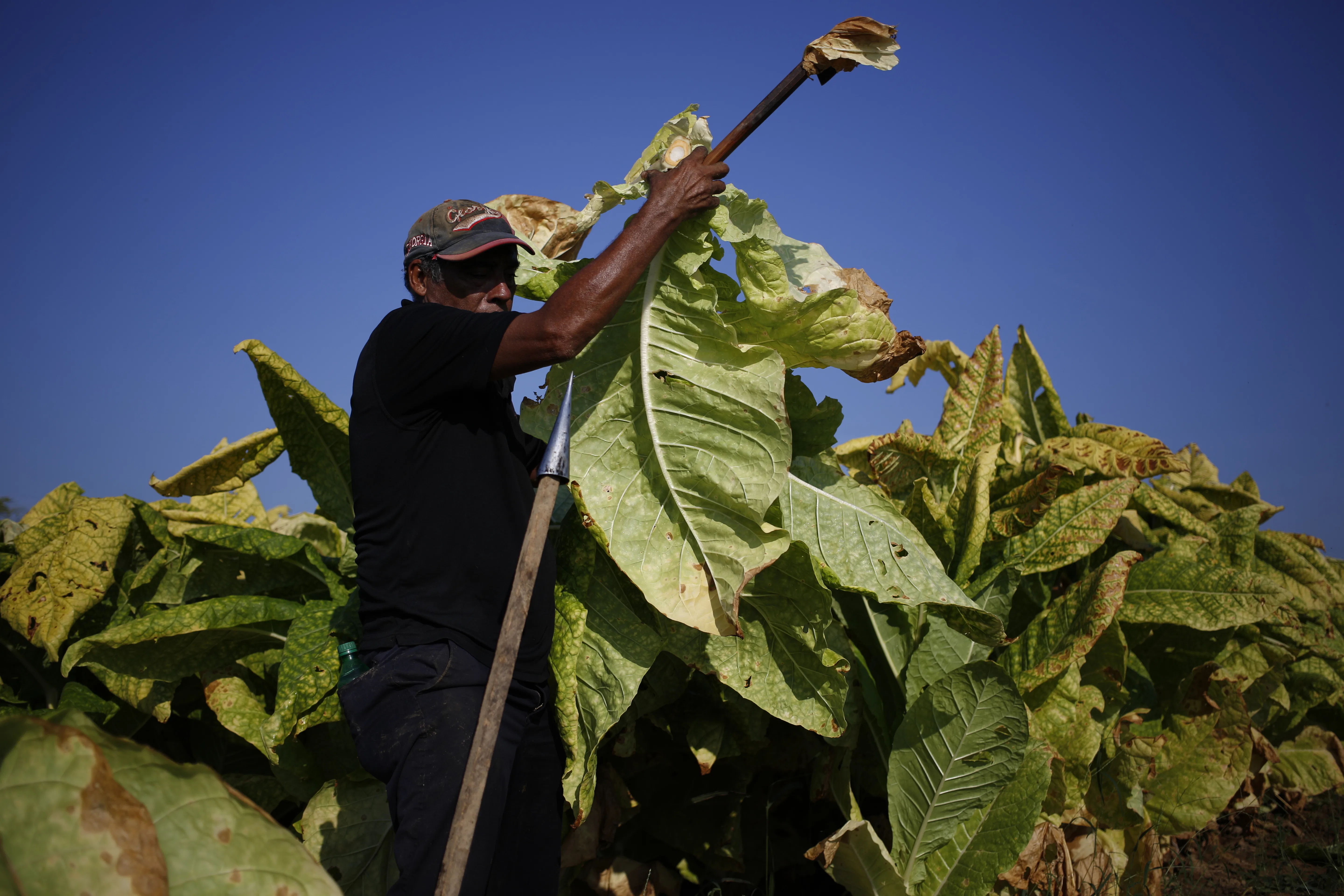 Human Rights Watch: Teens Get Sick Working in America's Tobacco Fields