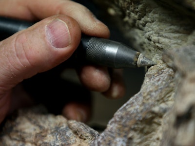A hand holding a stylus while working on a fossil