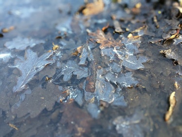 A picture of the frozen leaves