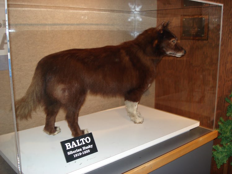 Balto's remains at the Cleveland Museum of Natural History.