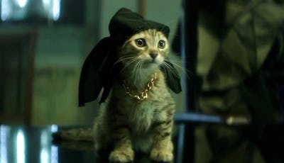 A cat wearing a bandana in Key & Peele Movie 'Keanu' 
