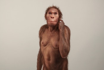 Australopithecus sediba