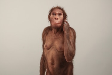 Australopithecus sediba