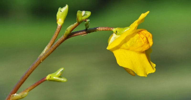 A close-up of a Bladderwort in bloom with yellow flowers