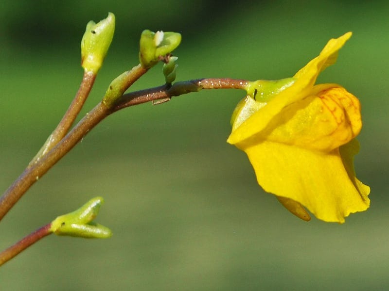 A close-up of a Bladderwort in bloom with yellow flowers