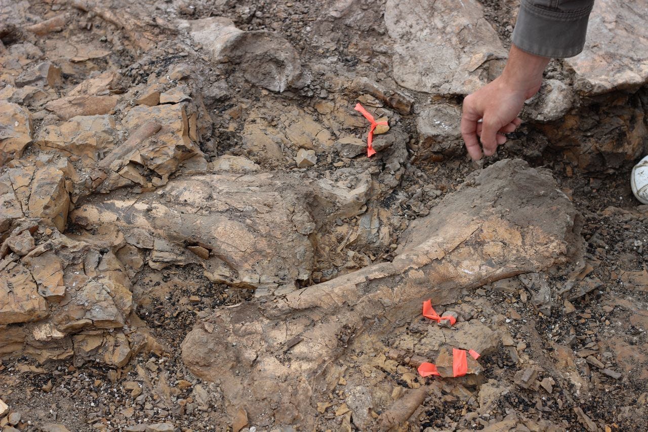 A Young Paleontologist is Using Tons of Bones to Investigate Dinosaur
