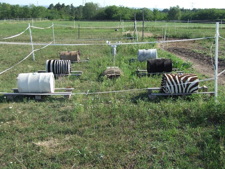 barrels, zebra study