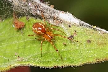 spiders, climate change