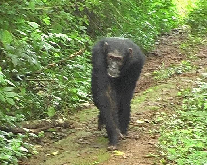 Cooperative Chimp Warning System Shames Human Attempts at Teamwork