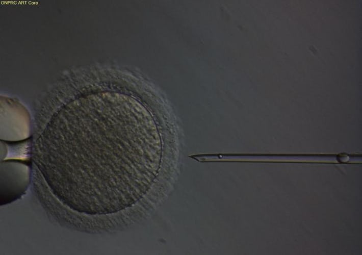 Monkey Born From Frozen Testicular Tissue Holds Promise for Cancer Patients