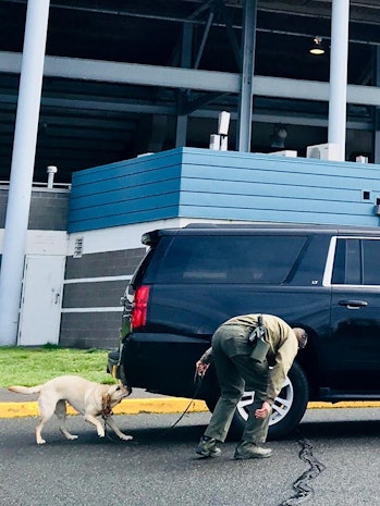 A Connecticut State Police K-9 following his nose, or whatever.